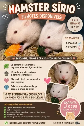 Hamster Sírio