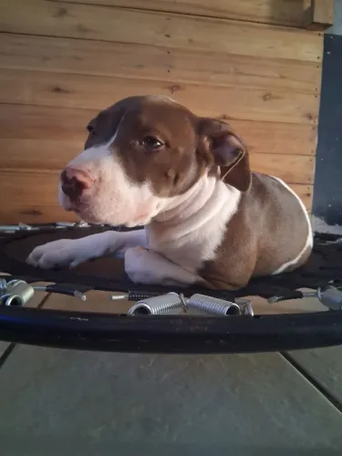 Pitbull filhotes vacinados e disponíveis