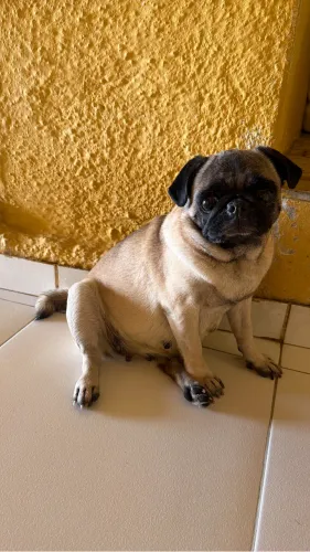 Pug leia 