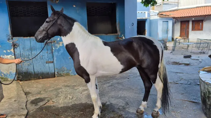 Cavalo mangalarga mm
