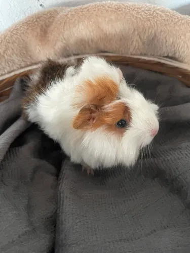 Lindos porquinho da índia raça peruano,disponível.
