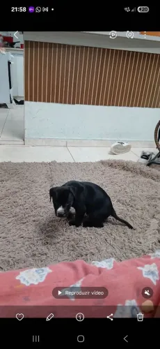 Cachorro pequeno para doar