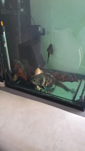 Vendo aquário cubo e 2 pequenos