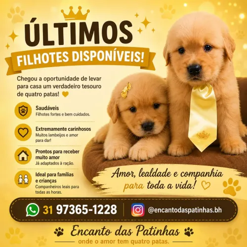 Filhotes de Golden Retriever 
