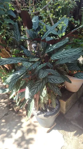 Plantas ornamentais e frutífera