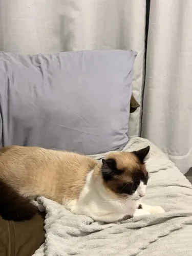 Doa-se gato macho