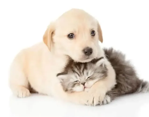 Cuido de cães ou gatos (1 por vez)