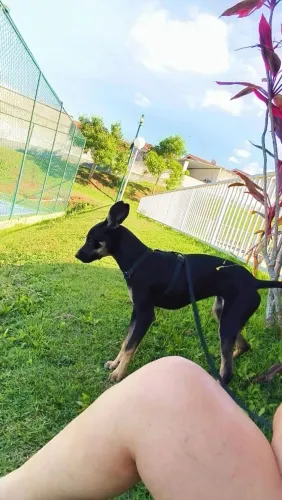 Cachorro
