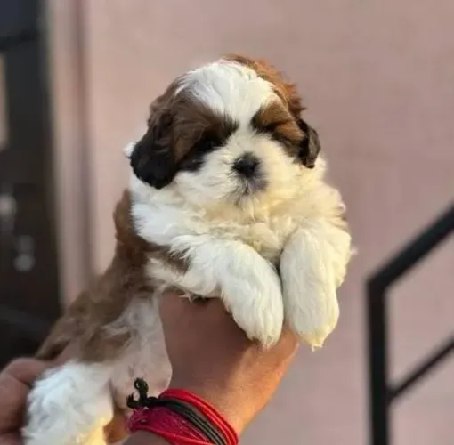 Shihtzu Mini Filhotes Adestrados no Jornal.