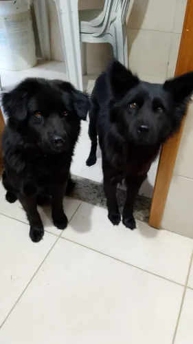 Doação uma fêmea e um macho