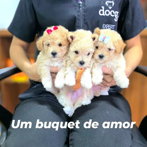 Poodle Toy