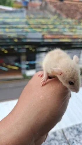 Rato twiste 
