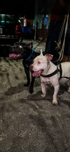 FILHOTES DE APBT DISPONÍVEIS PARA RESERVAR 