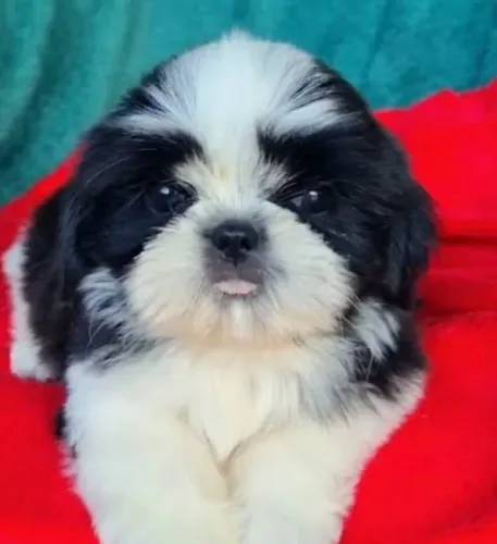 Mini filhote shih tzus machos e fêmeas disponíveis para entrega em breve reserve o seu