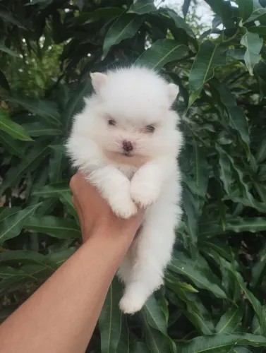 Lulu da Pomerânia Anão Macho