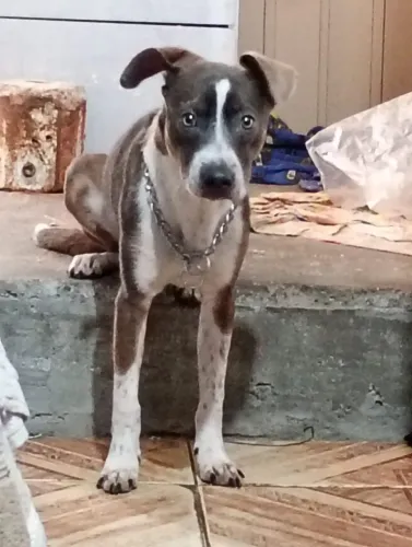 American bully