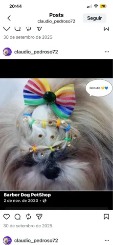 Barber dog