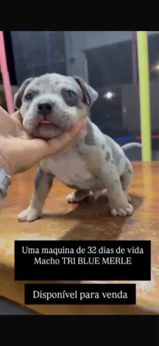 Filhotes de monster merle