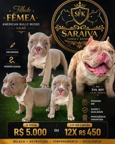 American Bully micro fêmea 