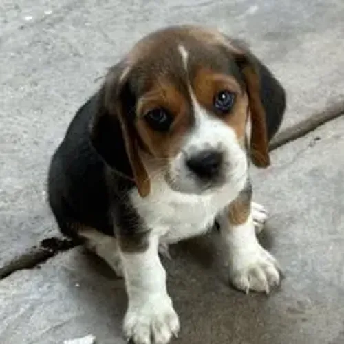 Beagle,Beagle Filhote Saudável Excelente Companhia