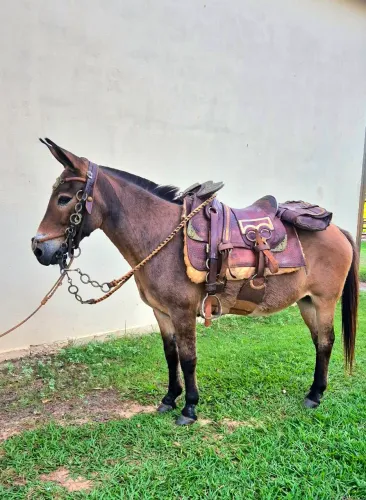 Mini mula para crianças linda parcelado no cartão 