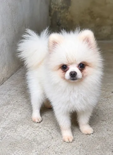 Lulu da Pomerânia