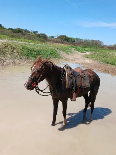 Vendo esse cavalo só tá faltando redia preço 1000 está em Jaboticabal