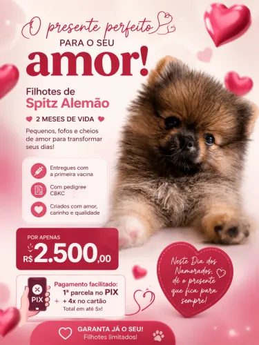 Lindos filhotes de Spitz Alemão - Promoção Dia dos Namorados