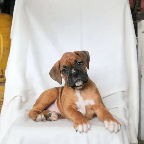 Boxer brincalhão - energia pura em casa
