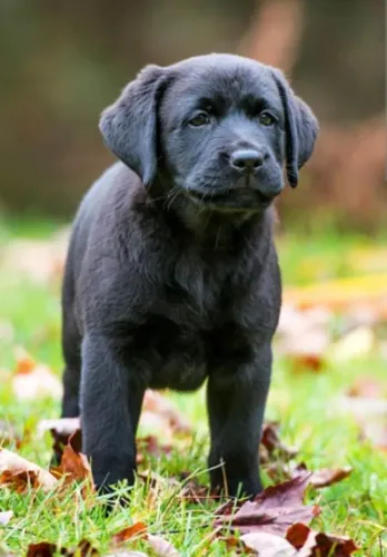 Lindo Filhote labrador *Cachorro* Ilhéus- Bahia