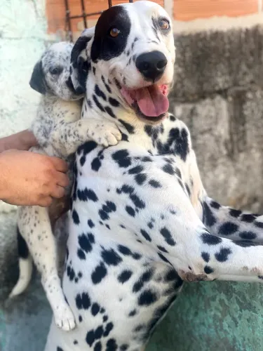 Doação - Cachorro de Raça lindo 