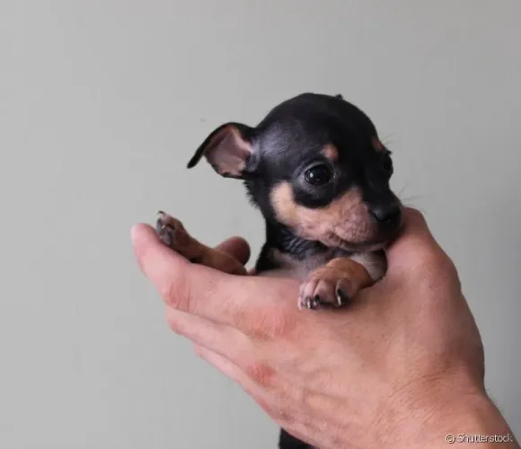  pinscher 0 apenas dois