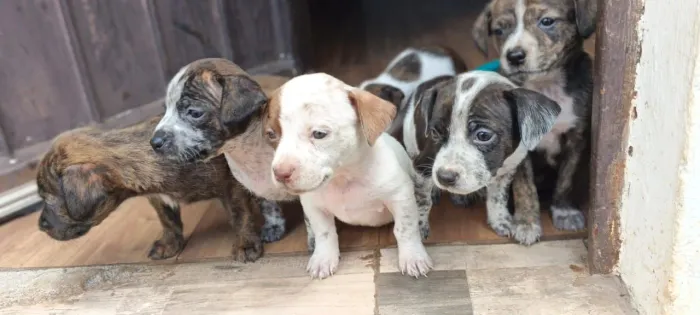 Cachorrinhos para doação Canoas