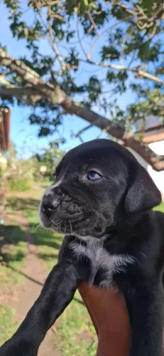Filhotes de Cane Corso com Dálmata