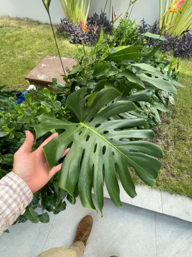 Projeto de jardim e áreas externas