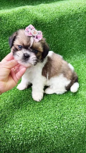 Shih Tzu adorável 