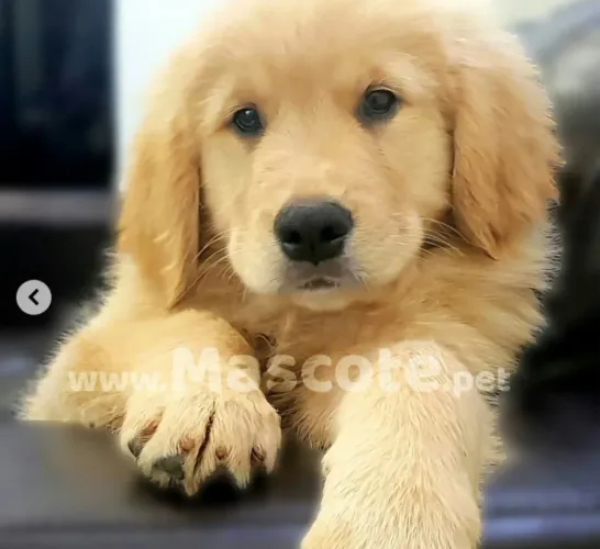 Golden Retriever