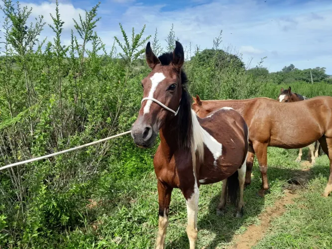 Égua a venda