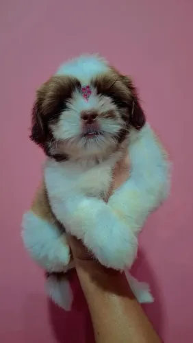 SHIH TZU FÊMEA