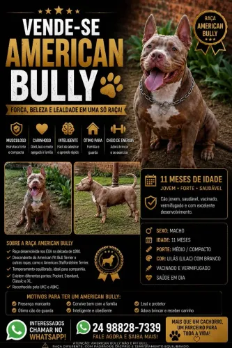 American Bully Macho