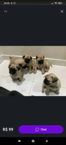 filhotes de pugs