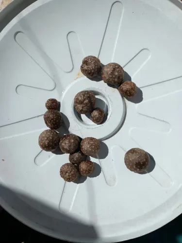 Hortifruti 