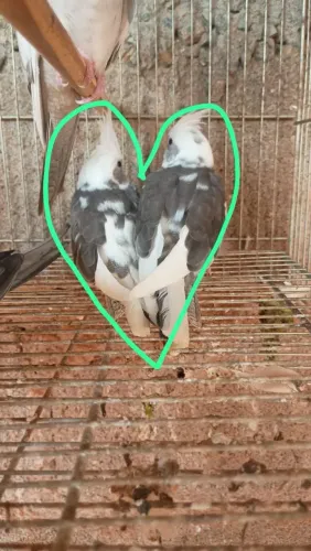 Animais 