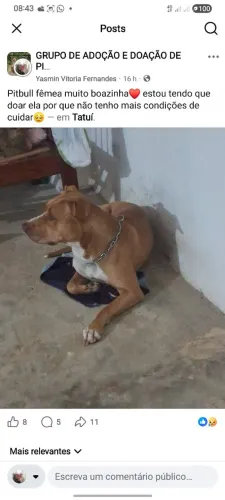Pitbull fêmea