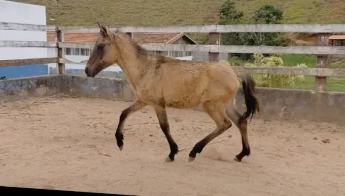 Potro mangalarga registrado, 6 meses, 30x200,00