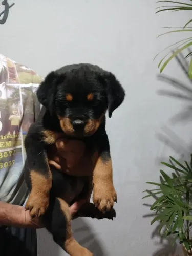 Filhote de Rottweiler