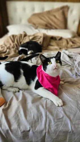 Gatinhos para adoção