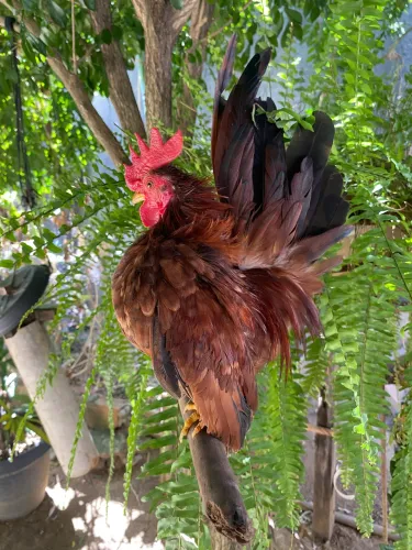 Galo serama