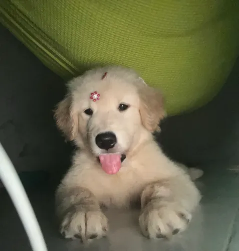 Fêmea de Golden Retriever