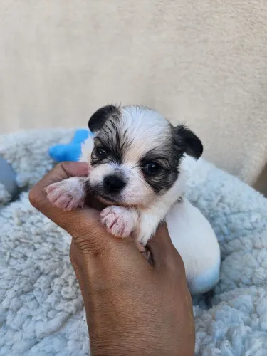 Macho chihuahua